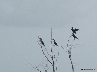 lle del Simeto-24-02-2013 11-45-52